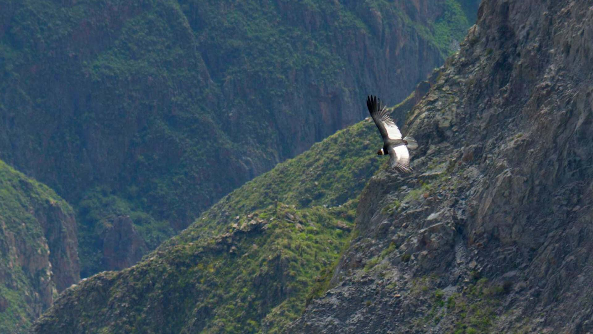 Todo lo que puedes hacer en el Colca uno de los cañones más profundos