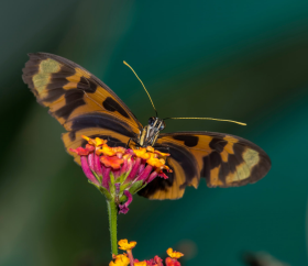 Cuáles son las flores más emblemáticas de Perú