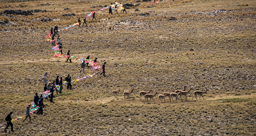 Chaku de vicuñas una práctica incaica que aún se mantiene