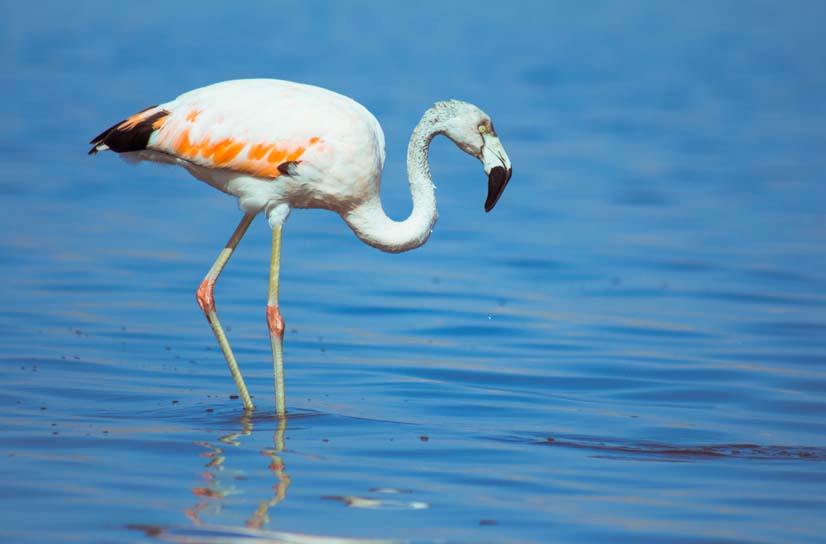 Conoce La Importancia Y Las Especies Que Habitan En Los Humedales De Ite