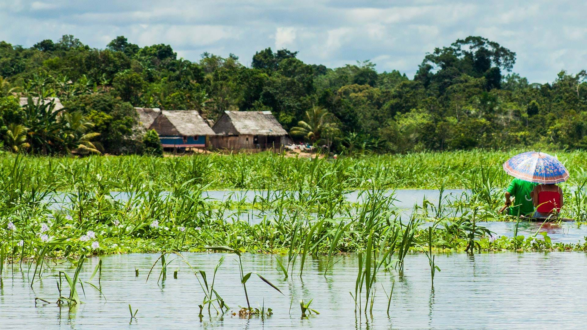 Amazonas Der Grosste Und Langste Fluss Der Welt