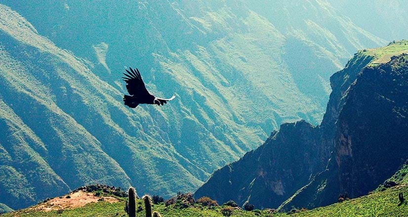 Cóndor sobrevolando el Cañón del Colca