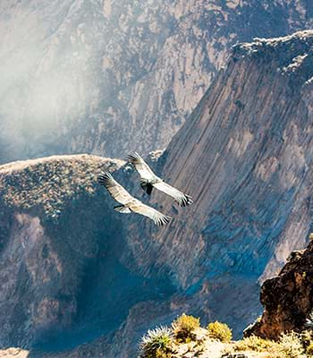 Vuelo de cóndores en el Cañón del Colca