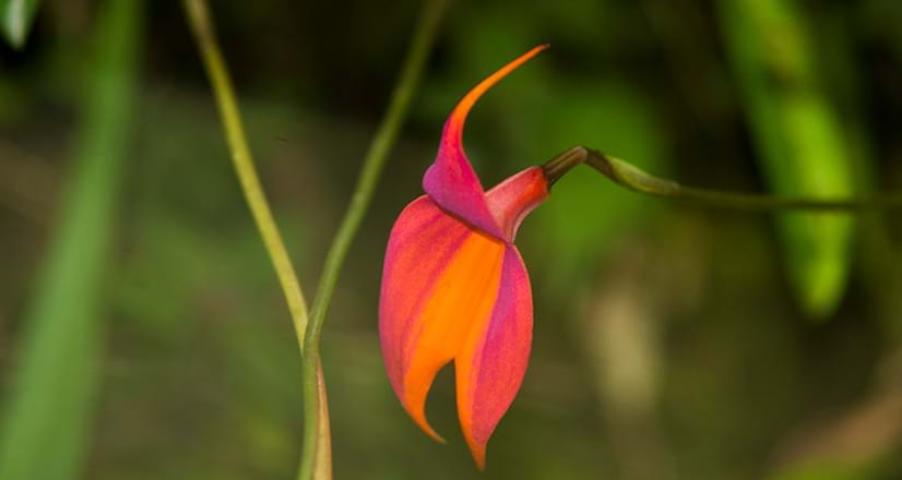 Festival de la Orquídea: 27 al 30 de octubre