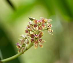 Festival de la Orquídea: 27 al 30 de octubre