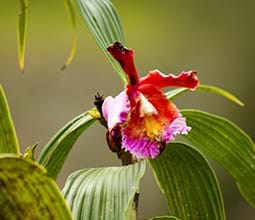 Festival de la Orquídea: 27 al 30 de octubre