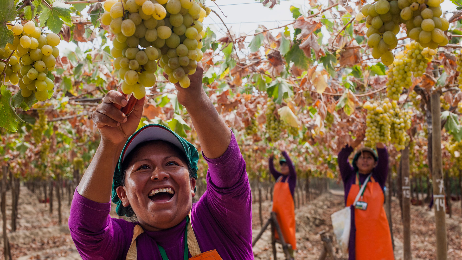 International Grape Harvest Festival of Ica