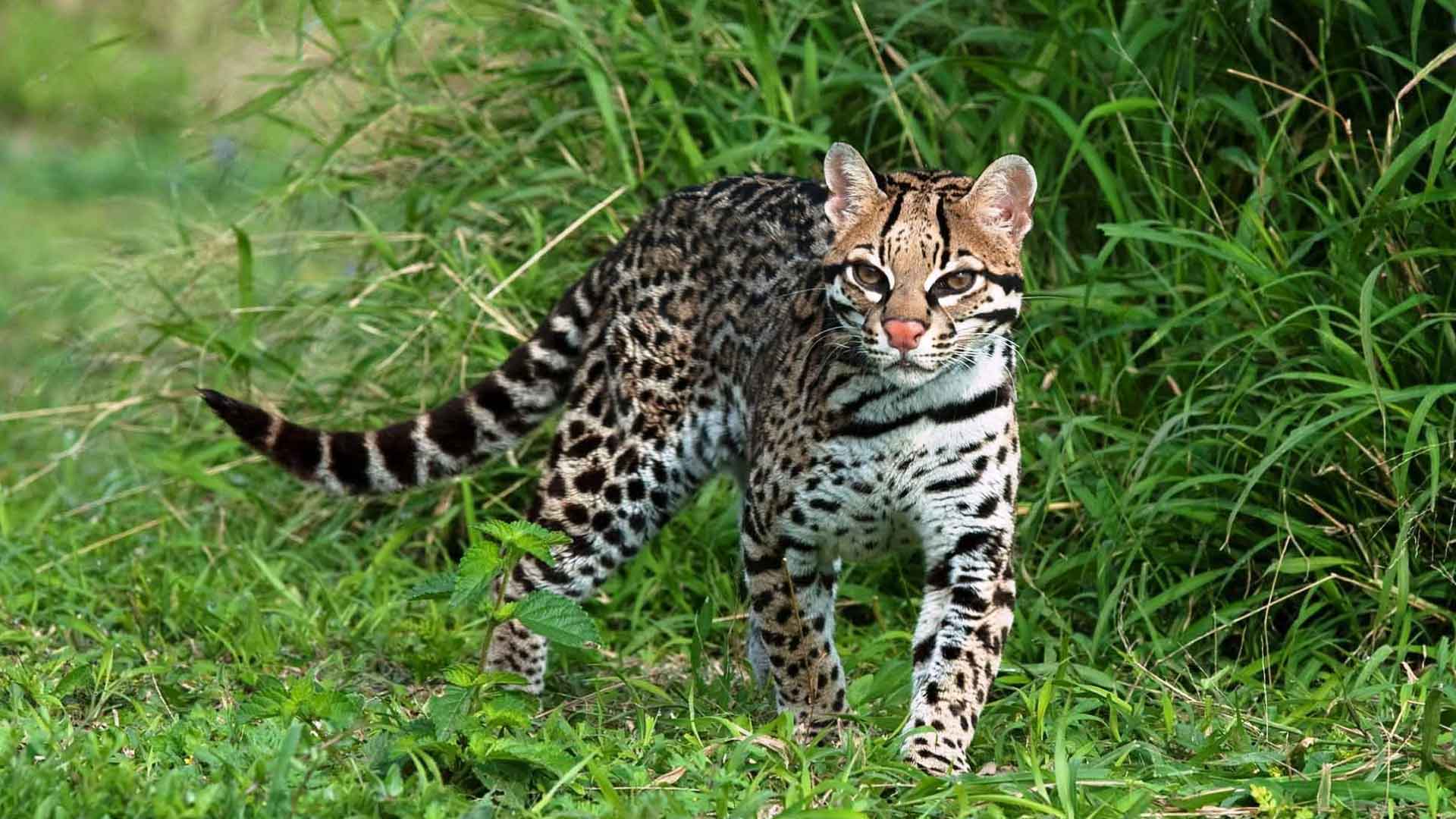 Descubre los felinos salvajes que habitan en Perú