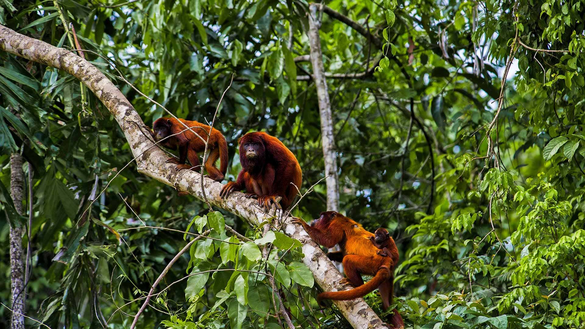 Diferentes especies de primates que habitan en Perú