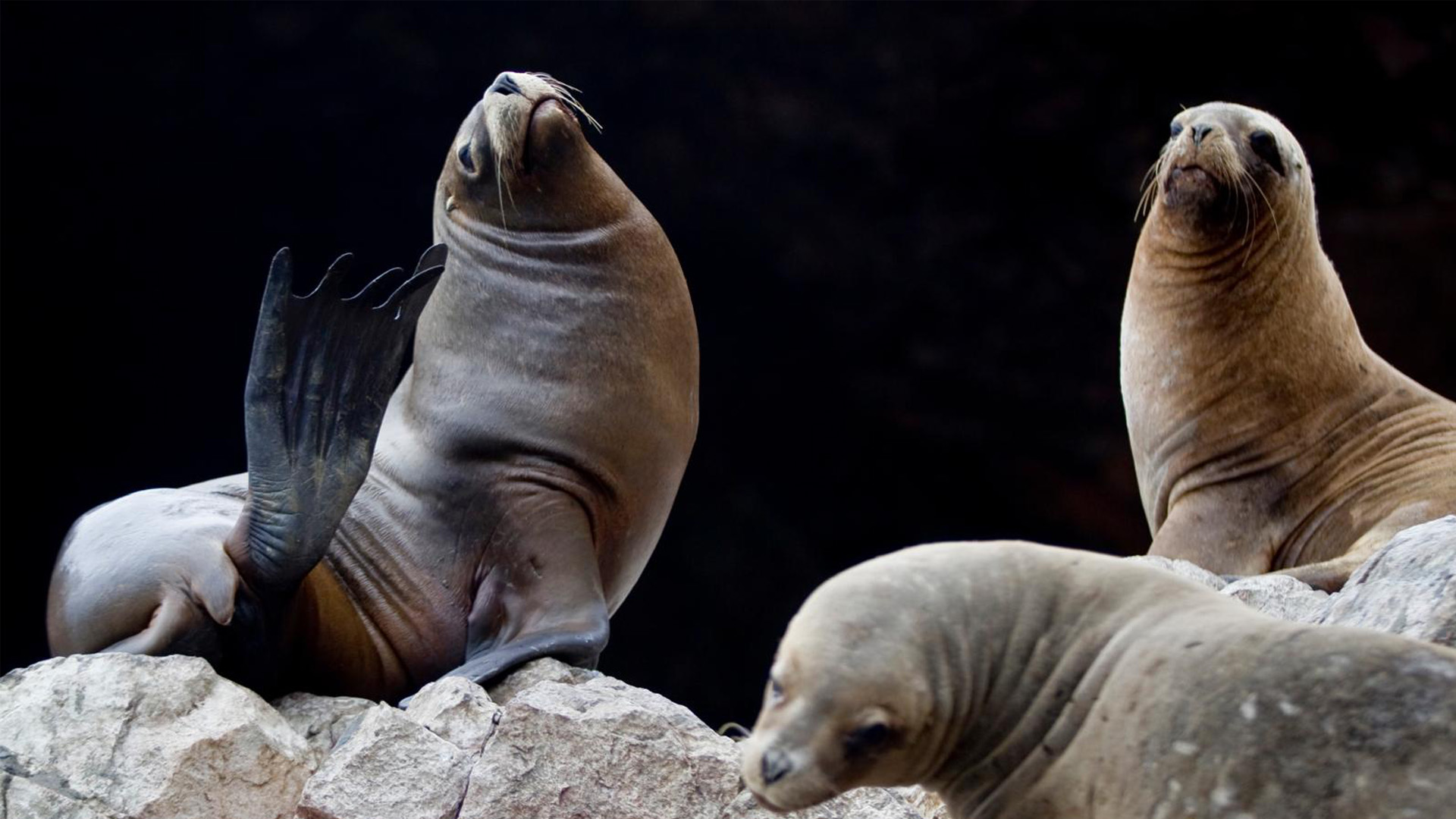 Paraíso iqueño! Aquí están los atractivos de la Reserva Nacional de Paracas