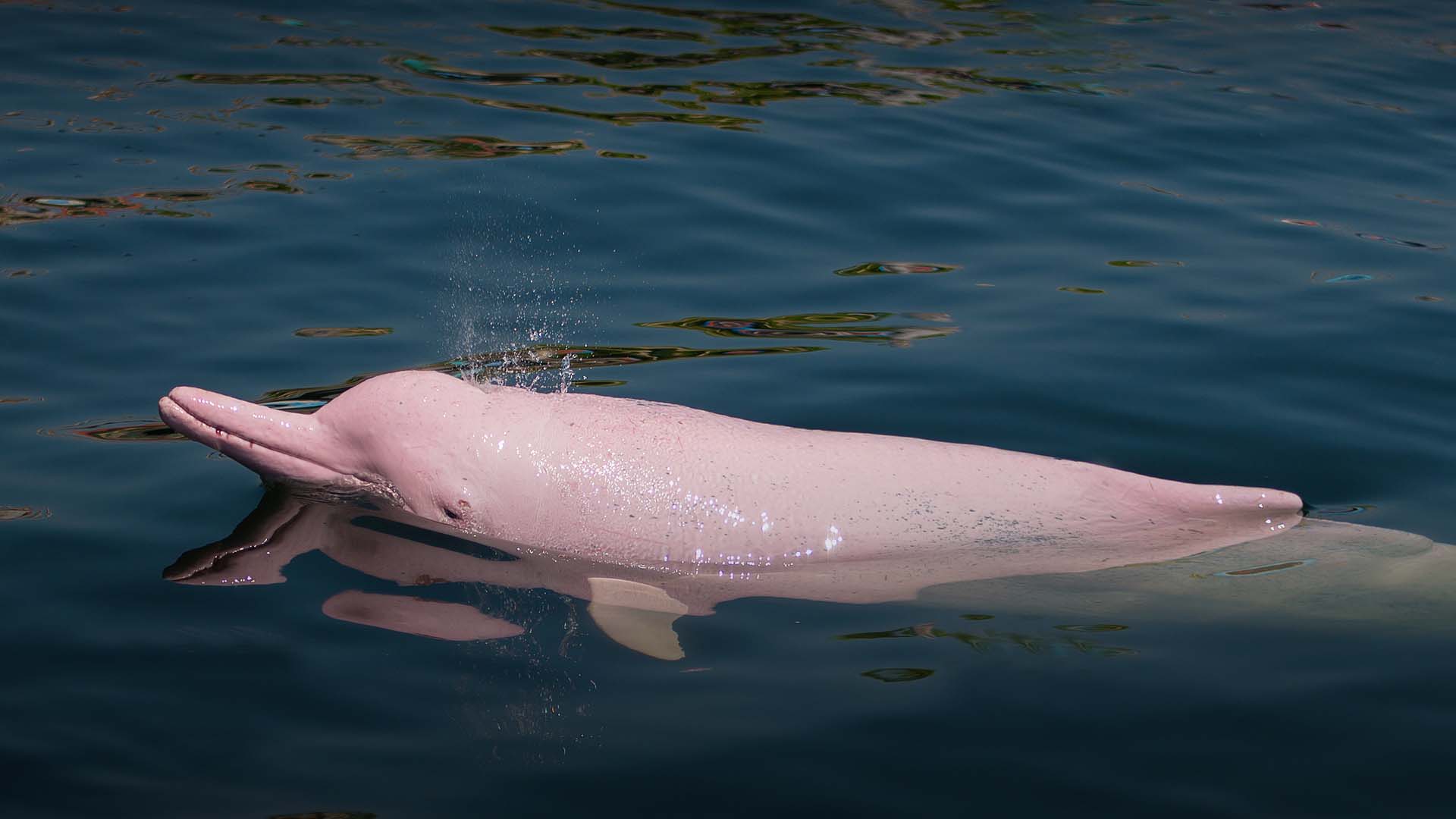 Delfín Rosado Una De Las Especies De Agua Dulce Más Hermosas Del Río