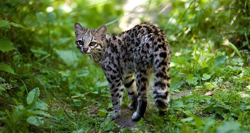 Discover the wild felines that inhabit Peru