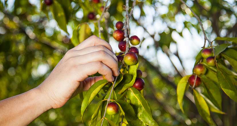 Le camu-camu : un super-aliment pour perdre du poids ?