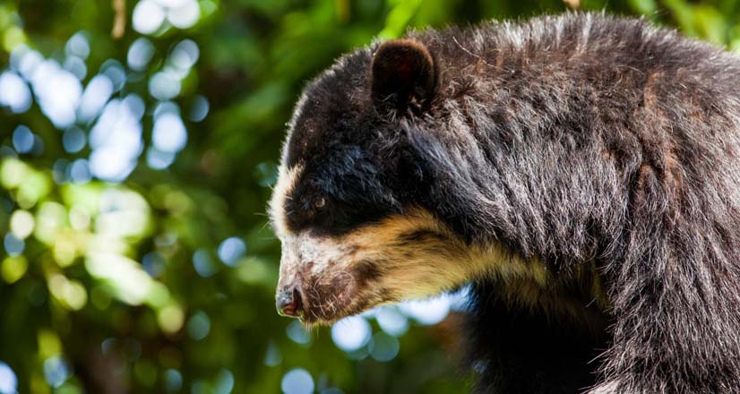 Oso Andino De Anteojos: Conoce Más De Esta Especie Que Habita En Perú