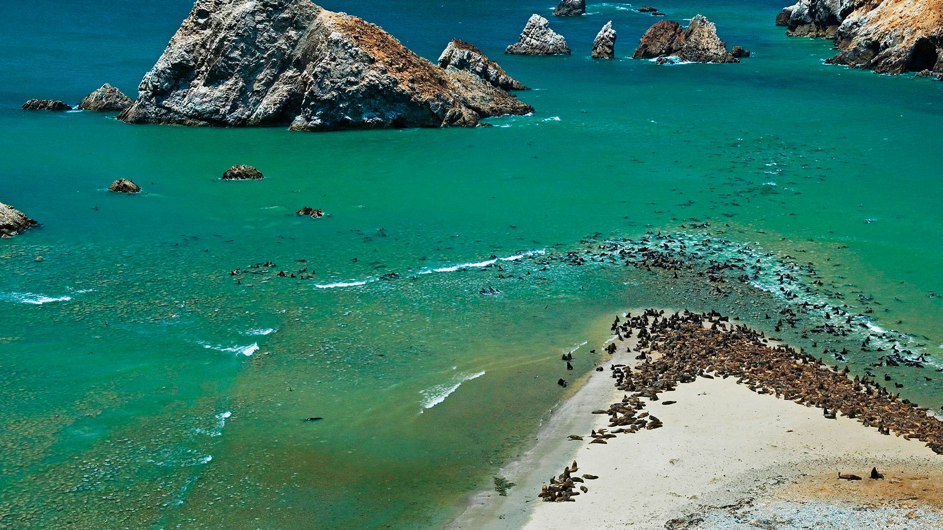 Wildlife in its natural habitat in Paracas