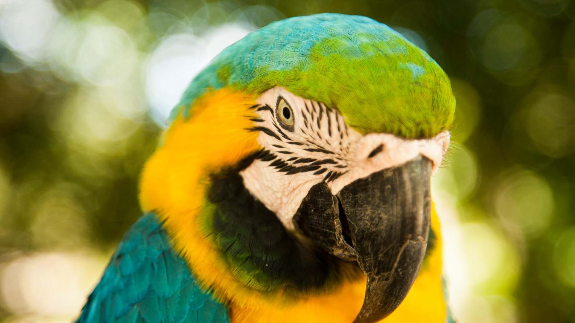 Guacamayo azul y amarillo, Iquitos